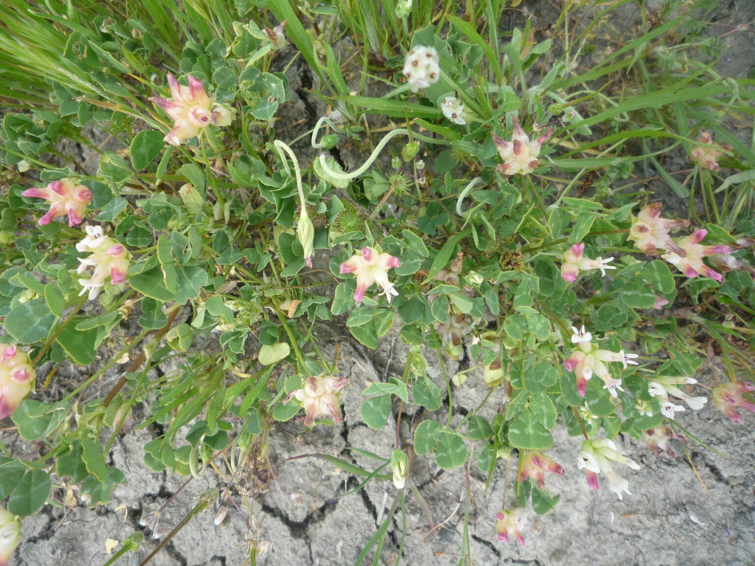 High Resolution Trifolium fucatum Plant